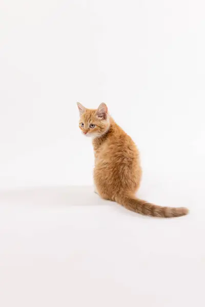 Ginger Cat 'in portresi izole edilmiş beyaz arka plandaki kameraya bakıyor. Yüksek kalite fotoğraf