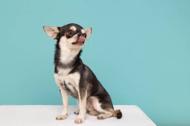 Funny chihuahua dog on a blue background with soap bubbles. High quality studio shots. clipart