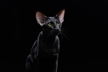 Siyah arka planda kameraya bakan sevimli siyah doğulu bir kedinin portresi. yüksek kaliteli stüdyo çekimi