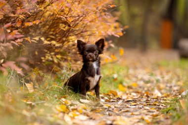 Sonbahar manzarasında küçük şirin bir Chihua-hua köpeği. Sonbahar havası