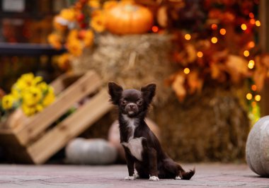  Small cute chocolate Chihua-hua dog halloween portrait with pumpkins. Stands and looks at the camera clipart