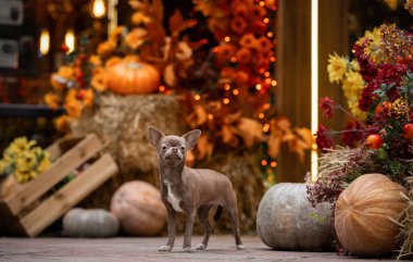  Small cute lilac Chihua-hua dog halloween portrait with pumpkins. Stands and looks at the camera clipart