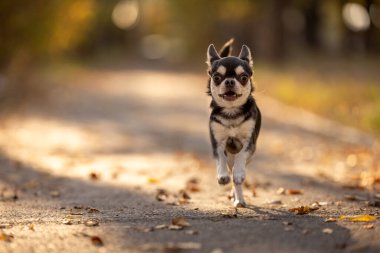 Şirin küçük chihuahua öne doğru koşuyor. Sonbahar havası