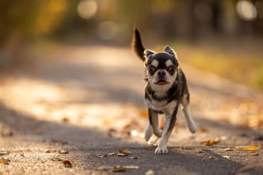 Şirin küçük chihuahua öne doğru koşuyor. Sonbahar havası