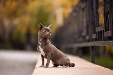 Small cute lilac Chihua-hua dog in an autumn landscape. Stands and looks ahead clipart