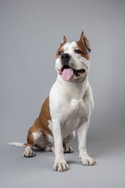 Şirin bir Amerikan Staffordshire Terrier 'i gri bir arka planda dili dışarıda oturur, oyuncu ve dost canlısı bir ifadeyle ileriye bakar. Yüksek kalite fotoğraf