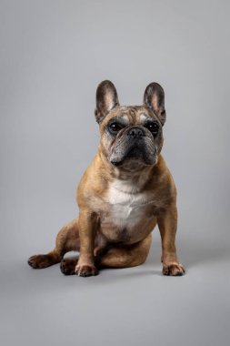Stüdyoda portre için biraz gri poz veren kırmızı bir Fransız Bulldog 'u kendine özgü, etkileyici görünüşü ve kendine güveni tam. Yüksek kalite fotoğraf