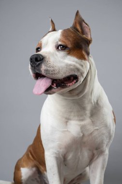 Şirin bir Amerikan Staffordshire Terrier 'i gri bir arka planda dili dışarıda oturur, oyuncu ve dost canlısı bir ifadeyle ileriye bakar. Yüksek kalite fotoğraf