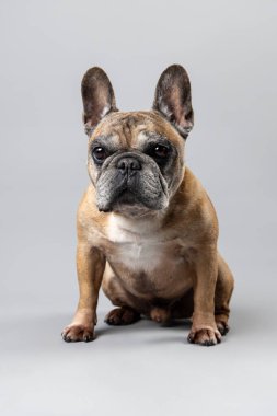Stüdyoda portre için biraz gri poz veren kırmızı bir Fransız Bulldog 'u kendine özgü, etkileyici görünüşü ve kendine güveni tam. Yüksek kalite fotoğraf