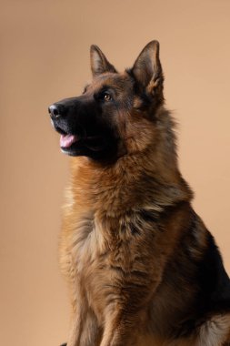 Yumuşak bej bir arkaplan üzerine kurulmuş canlı bir Alman çoban köpeğinin çarpıcı özelliklerini ve zarafetini gösteren çarpıcı bir portresi. Yüksek kalite fotoğraf