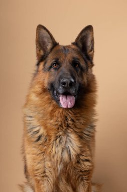 Yumuşak bej bir arkaplan üzerine kurulmuş canlı bir Alman çoban köpeğinin çarpıcı özelliklerini ve zarafetini gösteren çarpıcı bir portresi. Yüksek kalite fotoğraf