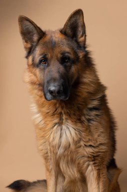 Yumuşak bej bir arkaplan üzerine kurulmuş canlı bir Alman çoban köpeğinin çarpıcı özelliklerini ve zarafetini gösteren çarpıcı bir portresi. Yüksek kalite fotoğraf