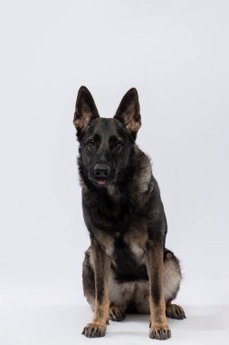 Stüdyoda yakalanan zeki gözlü Alman çoban köpeği soylu soyunu ve temiz beyaz bir arkaplana karşı keskin bir odak noktasını gözler önüne seriyor. Yüksek kalite fotoğraf