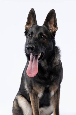 Stüdyoda yakalanan zeki gözlü Alman çoban köpeği soylu soyunu ve temiz beyaz bir arkaplana karşı keskin bir odak noktasını gözler önüne seriyor. Yüksek kalite fotoğraf