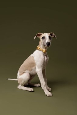 Şık bir kırbaç yavrusu zarif bir şekilde sarı kareli bir papyon takar, merakla zeytin yeşili bir arka plana bakar. Yüksek kalite fotoğraf