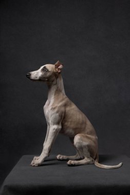 Koyu arka planda oturan zarif bir köpek. Stüdyo portresi. Zarif bir görüş, zarif bir vücut ve odaklanmış bir ifade. Yüksek kalite fotoğraf
