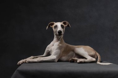 Siyah dantel yakalı, siyah arka planda poz veren kamçı köpeği. Etkileyici ışıklandırması ve şık aksesuarları olan şık bir hayvan portresi. Yüksek kalite fotoğraf