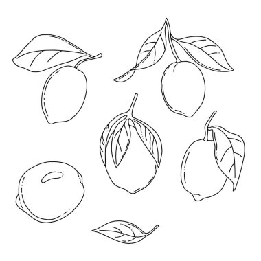 Limon meyve doğrusal koleksiyon vektörü