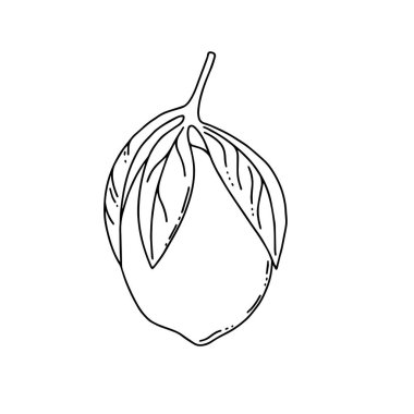 Limonlu meyve doğrusal vektör çizimi