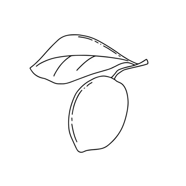 Lemon Fruit Linear Icon Vector Illustration — Stock Vector