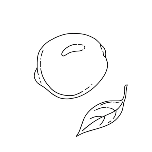 Lineare Icon Vektor Illustration Für Zitronenfrüchte — Stockvektor