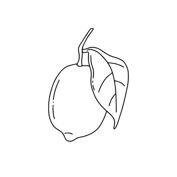 Illustration Vectorielle Icône Linéaire Fruit Citron — Image vectorielle