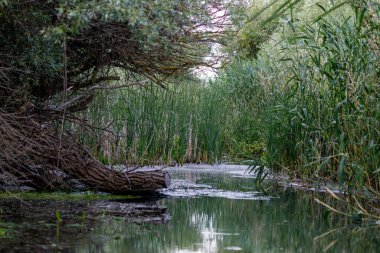 Romanya 'daki Tuna Deltası' nın bataklıkları ve çölleri