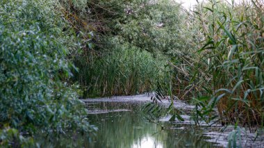 Romanya 'daki Tuna Deltası' nın bataklıkları ve çölleri