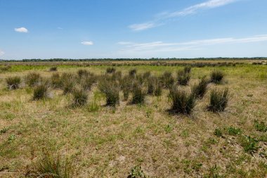 Romanya 'daki Tuna Deltası' nın bataklıkları ve çölleri