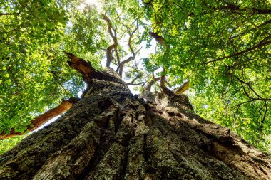Tuna Deltası 'ndaki Latea Ormanındaki Ağaç