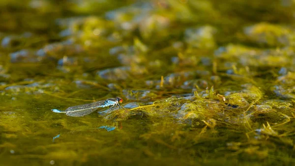 多瑙河三角洲一只小红眼蜻蜓 — 图库照片