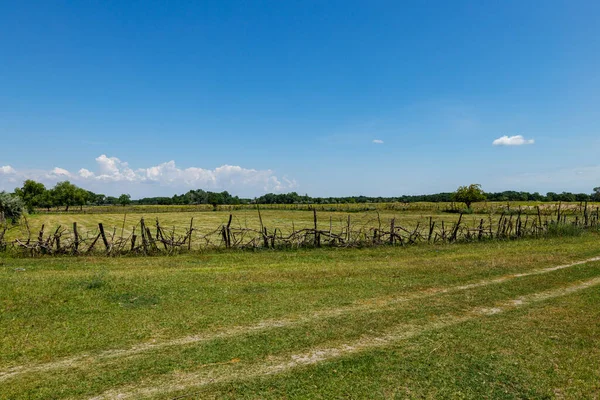 stock image The swamps and wilderness of the Danube Delta in Romania