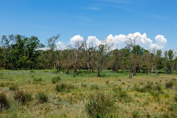 The swamps and wilderness of the Danube Delta in Romania