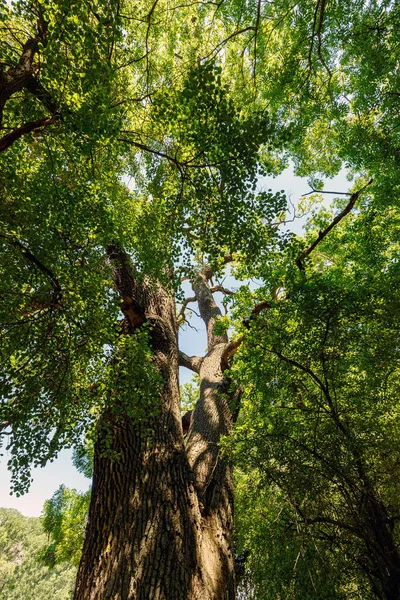 Baum Latea Wald Donaudelta — Stockfoto