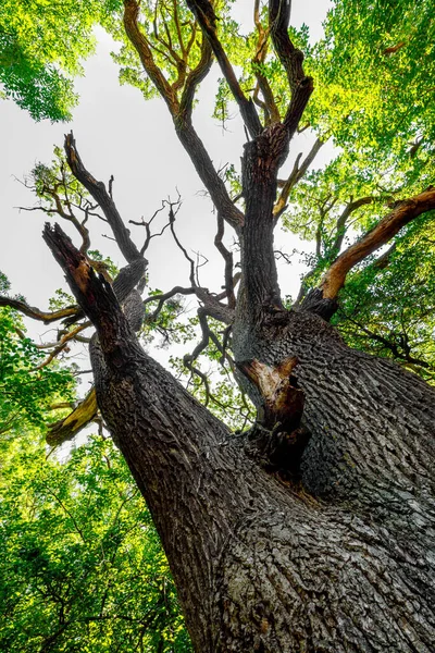 Baum Latea Wald Donaudelta — Stockfoto