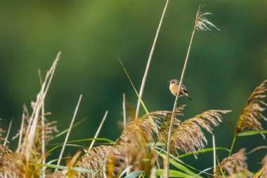 Vahşi doğada yaygın bir Avrupa taşı.