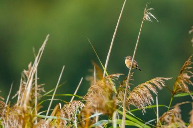Vahşi doğada yaygın bir Avrupa taşı.
