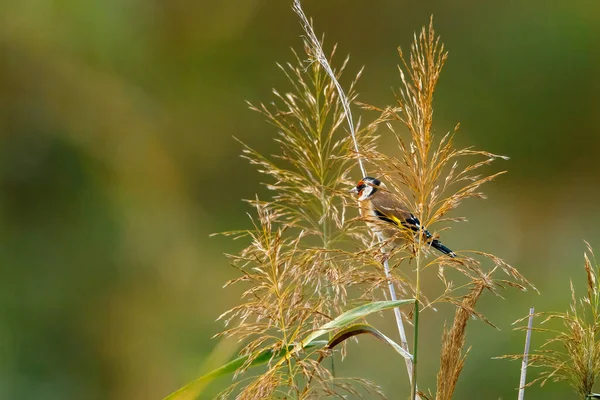 Goldfinch Estado Selvagem — Fotografia de Stock