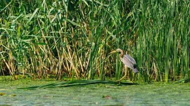 Romanya 'daki Tuna Deltası' nın vahşi doğasında mor bir balıkçıl.