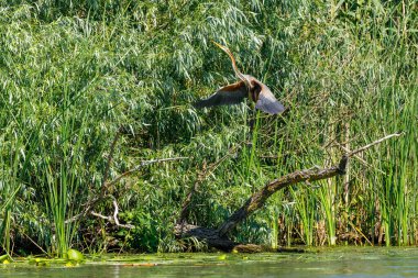 Romanya 'daki Tuna Deltası' nın vahşi doğasında mor bir balıkçıl.