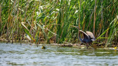 Romanya 'daki Tuna Deltası' nın vahşi doğasında mor bir balıkçıl.