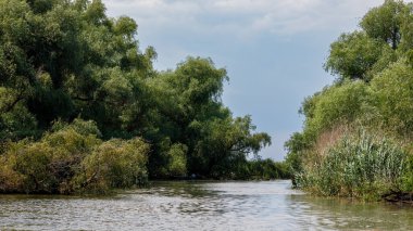 Romanya 'daki Tuna Deltası' nın bataklıkları ve çölleri