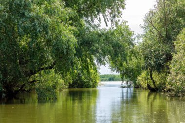 Romanya 'daki Tuna Deltası' nın bataklıkları ve çölleri