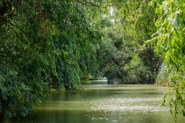 Romanya 'daki Tuna Deltası' nın bataklıkları ve çölleri