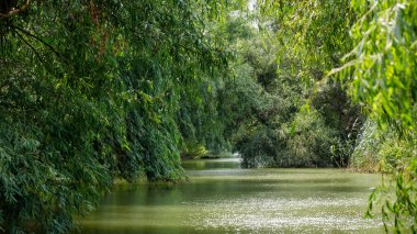 Romanya 'daki Tuna Deltası' nın bataklıkları ve çölleri