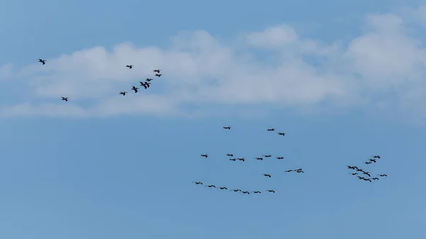 Багато Пеліканів Повітрі Над Дельтою Дунаю — стокове фото