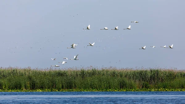 Какие Лебеди Летят Над Дельтой Данубе — стоковое фото
