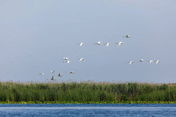 Какие Лебеди Летят Над Дельтой Данубе — стоковое фото