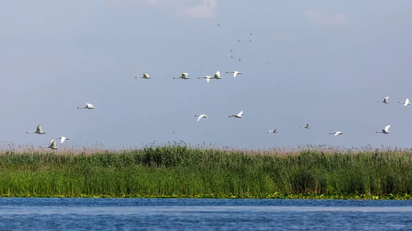 stock image some swans are flying over the danube delta