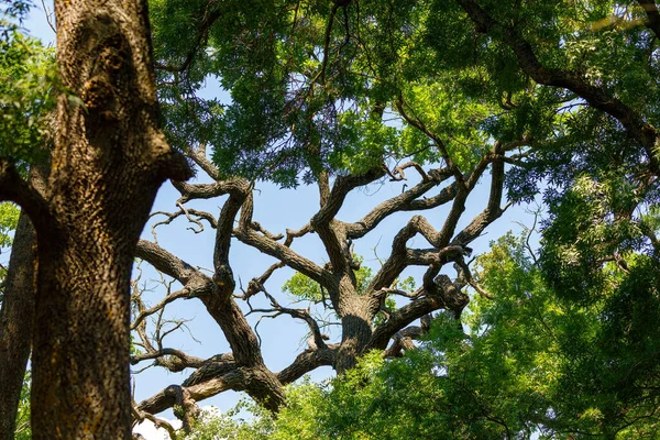 다뉴브강 삼각주에 라테아 의나무 — 스톡 사진